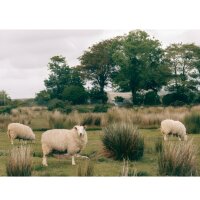 B4F Naturwolle-Filz – WELSH